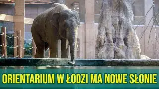 Orientarium w Łodzi ma nowe słonie [DDLodz.pl] #orientarium