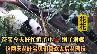 花宝今天好忙，追了小🐦滑了滑梯，这两天宝贝们喜欢去后花园玩