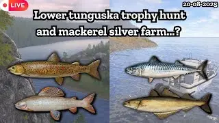 Lower Tunguska trophy hunt | Sea silver farm | Russian fishing 4 | Nanstein |  #rf4