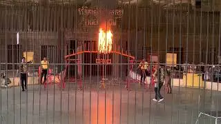 Big Cat Show - Tiger Show | Phnom Penh Safari Cambodia