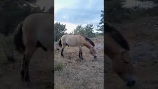Wildtpferde Tennenlohe