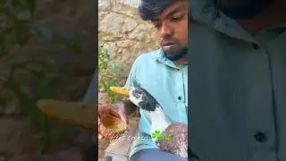 Video not showing 🙅⛔| pets corner |#petscorner #pets #tamil #petsvlog #petslover #tirunelveli #yt...