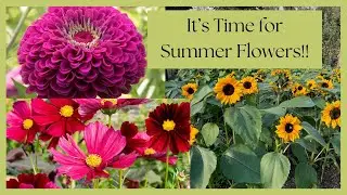 Finally Starting Heat-Loving Summer Flowers! | Zinnias, Sunflowers & Cosmos 🌞🌿