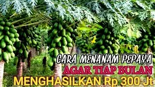 CARA MENANAM PEPAYA AGAR TIAP BULAN MENGHASILKAN Rp 300jt