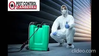 Wasps and Bees Control Canberra | Pest Control Canberra | Pest Control in Canberra