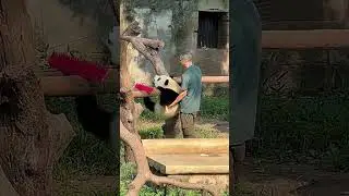 Exploring with the Chongqing Zoo's Cutest Resident, Yuke the Giant Panda
