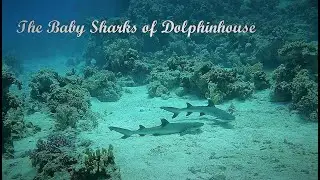 The Baby Sharks of Dolphinhouse (Shaab Samadai)
