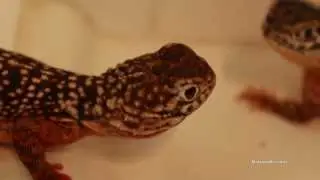 Central Netted Dragon Bath