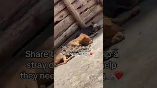 Please don't scroll, help meshare this reel so I can find help for my dogs on feedingDonation link
