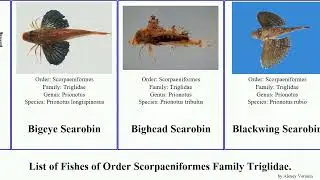 Fishes of Order Scorpaeniformes Family Triglidae searobin lepidotrigla vanessa japonica arabica