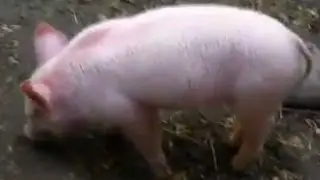 Pig rescues baby goat!! WTF!?Does it mean animals have rational thought?