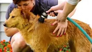 How to use DERMagic Conditioner Bars for Dogs