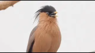  Sound of Brahminy Starling ||(myna)