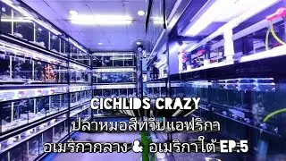 ร้าน Cichlids​ Crazy​ (ปลาหมอสีทวีปแอฟริกา, อเมริกา​กลาง​ &​ อเมริกาใต้)​ Ep.5