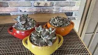How to repot Moonstone Succulents Stem Cuttings with Care Tips 🪴