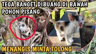 RESCUE KITTEN , DIBUANG DI BAWAH POHON PISANG ‼️