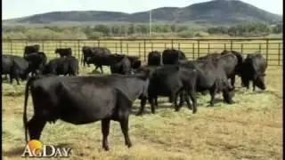 National Angus Conference and Tour 2010: Outlook with Randy Blach
