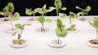 Nutraponics Tray Tower &ndash; Setup & Growing Demo