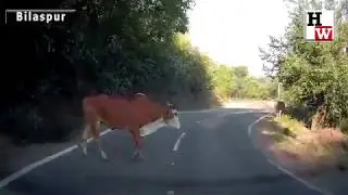Stray Cattle Menace in Himachal- Watch Hundreds of Animals Roaming on NH 21