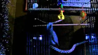 Patto my African Grey Asking.. Do you wanna beer? So CUTE!!!