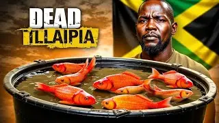WHAT CAUSES A SERIES OF DEATH IN TILAPIA FOOD FISH POND
