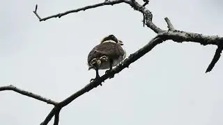 Laughing Falcon Herpetotheres cachinnans Halc&oacute;n Reidor