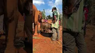 Elefantenpfleger #Leben #Elefant