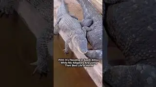 POV: It&rsquo;s Flooding in South Africa While My Alligators Are Living Their Best Life at Home #shorts