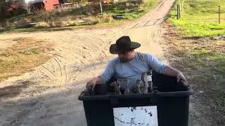 Road Trippin Ostrich Chicks and Ostrich COWBOYZ!!!