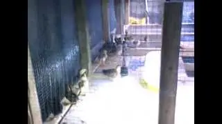 HaxBox Automatic Egg incubator