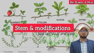 Stem | Stem modifications | part-3 B.sc,M.sc.tgt,pgt,gic,NCERT @sagarsirscience @biologyatease #stem