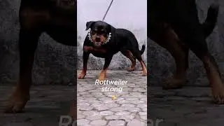 Top 7 Strongest Dogs in the World