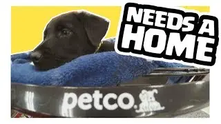 PUPPY NEEDS A HOME - PBAM VLOGS