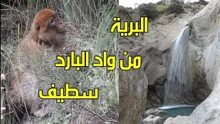 الحياة البرية من أسفل الاطلس البابوري واد البارد ولاية سطيف 🇩🇿