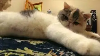 cats entertain at home