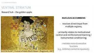 STRIATUM - cognition, habit & reward | Clinical Neuroscience & Neuropsychology