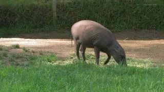 Babirusa La Zoo