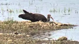 मोरकुंच पक्षी Black Ibis or Red-naped ibis (Pseudibis papillosa) Cooling body