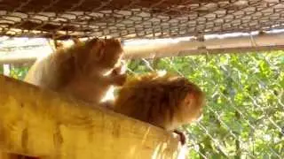 Mystery Monkey of Tampa 