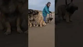 A BEAUTIFUL LEONBERGER PUPPY #shorts #dog #puppy