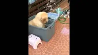 Adorable dog has a ball in the bath