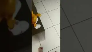 o TAILS caio e voo