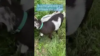 The Goat Paddock Project! #diy #goat #farm