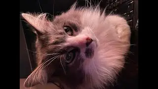 Smokey the IKitty