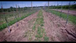 Kimmel Orchard & Vineyard -  Drone Trellising Footage