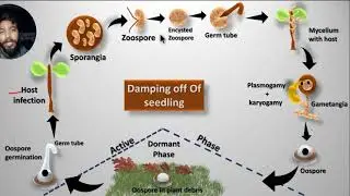 Disease cycle Damping off seedling
