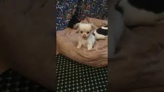 Оделия🥰#девочка #щенокчихуахуа #cheerokos #chihuahua