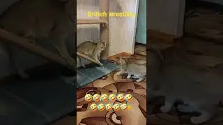 British wrestling. #cute_cats #cat #animallife #kitten #pets