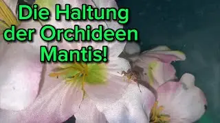 Die Haltung der Orchideen Mantis (Hymenopus coronatus). Für Anfänger geeignet?