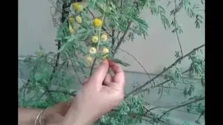 Benefits of Babul / Use of babul tree, flowers, leaves |बबुल के फायदे |How to increase sex power
